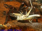 Theraphosa leblondi